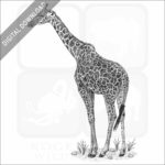 Masai Giraffe