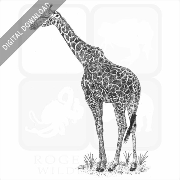 Masai Giraffe