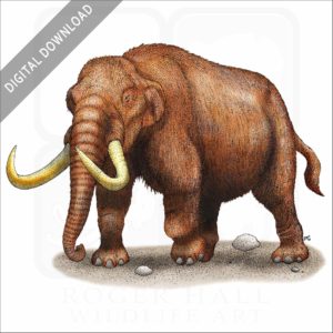 American Mastodon stock image