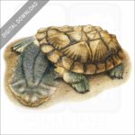 Matamata Turtle stock image