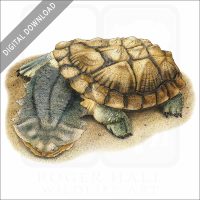 Matamata Turtle stock image
