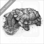 Matamata Turtle