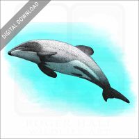 Māui Dolphin stock image