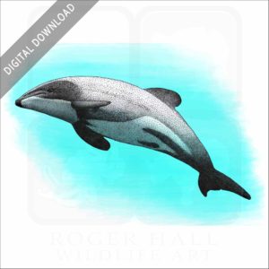 Māui Dolphin stock image