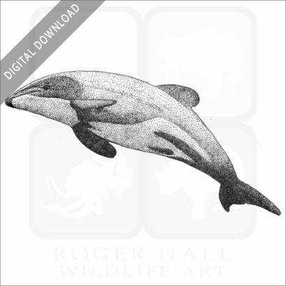 Māui Dolphin