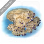 Mediterranean Jellyfish stock image