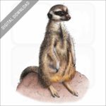 Meerkat stock image
