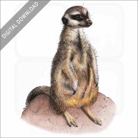 Meerkat stock image
