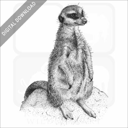 Meerkat