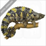 Meller's Chameleon stock image