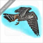 Merlin stock image