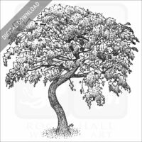 Mesquite Tree stock image