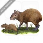 Mexican Agouti stock image