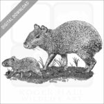 Mexican Agouti