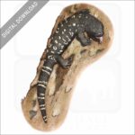 Mexican Beaded Lizard stock image