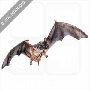 Mexican or Brazilian Free-Tailed Bat stock image