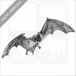 Mexican or Brazilian Free-Tailed Bat