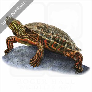 Big Bend Slider stock image