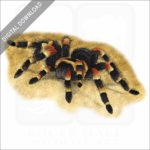 Mexican or Smith's Red-Kneed Tarantula stock image