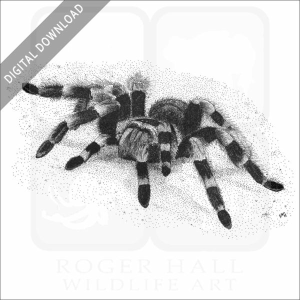 Mexican Red-Kneed Tarantula