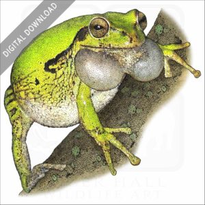 Common Mexican Tree Frog stock image