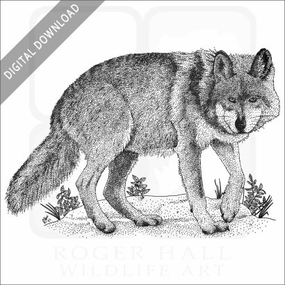 Mexican Wolf