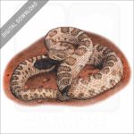 Midget-Faded Rattlesnake stock image