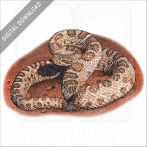 Midget-Faded Rattlesnake stock image