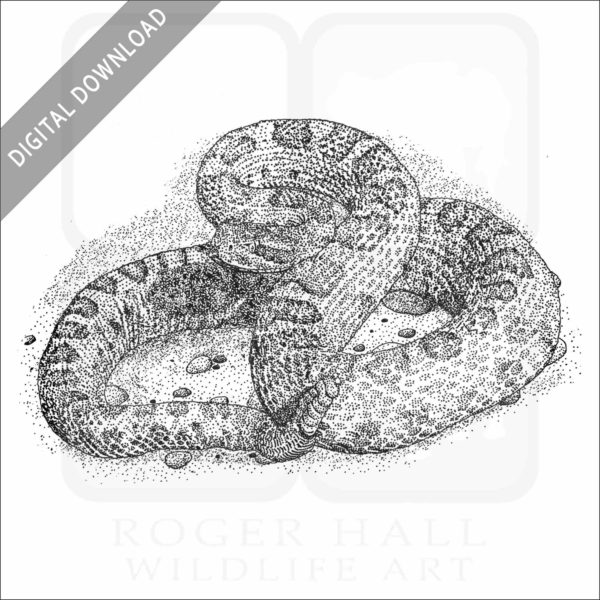 Midget-Faded Rattlesnake