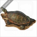 Midlands Painted Turtle stock image