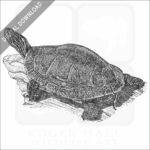 Midlands Painted Turtle