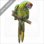 Military Macaw stock image