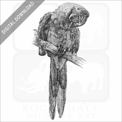 Military Macaw