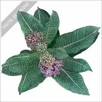 Milkweed Plant stock image