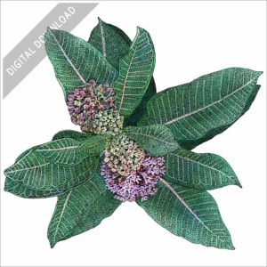 Milkweed Plant stock image