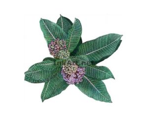 Milkweed Plant
