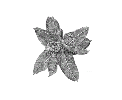 Milkweed Plant - Image 2