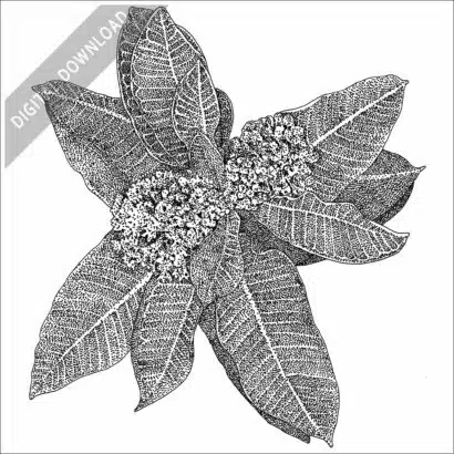 Milkweed Plant