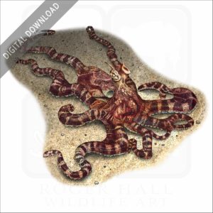 Mimic Octopus stock image