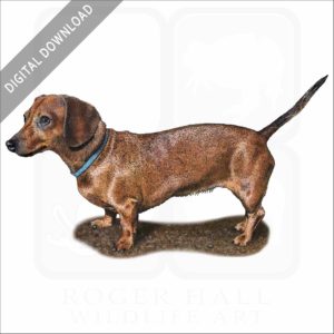 Miniature Dachshund stock image