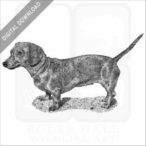 Miniature Dachshund
