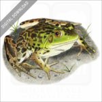 Mink Frog illustration