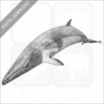 Minke Whale