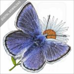 Mission Blue Butterfly stock image