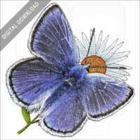 Mission Blue Butterfly stock image