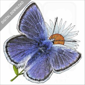 Mission Blue Butterfly stock image