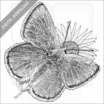 Mission Blue Butterfly