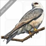 Mississippi Kite stock image