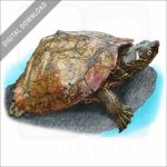 False Map Turtle stock image