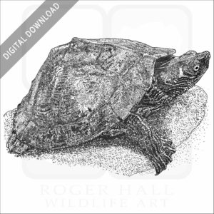 False Map Turtle